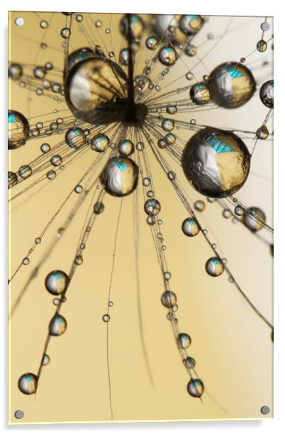 Single Dandy Seed Web Drops Acrylic by Sharon Johnstone