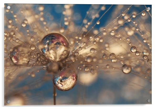 Crazy Dandelion Sparkles Acrylic by Sharon Johnstone