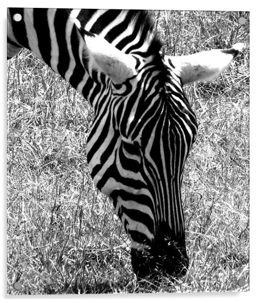 Zedra in the Masai Mara Kenya Acrylic by grant norton
