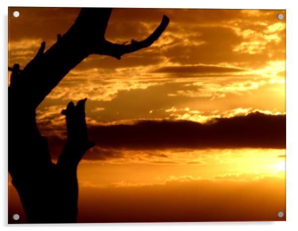 sunset Masai Mara kenya Acrylic by grant norton