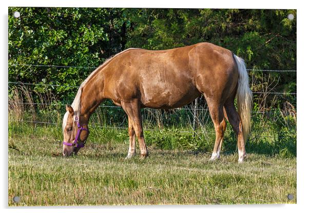 Palomino Quarter Horse Acrylic by Doug Long