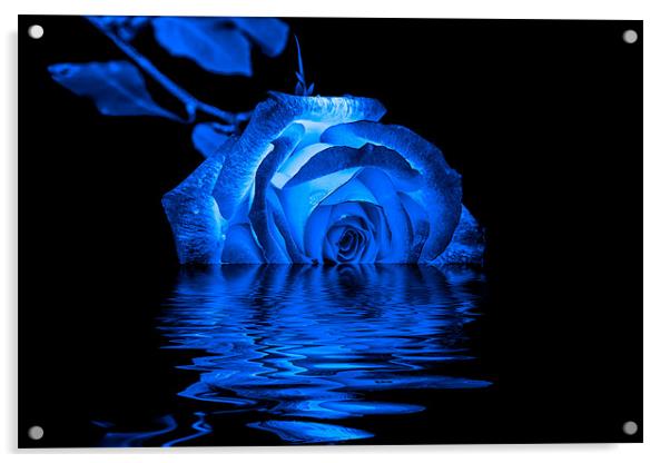 Blue Rose Acrylic by Doug Long