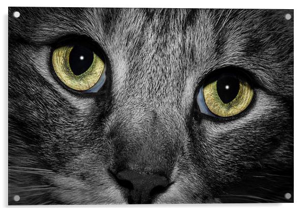 In A Cats Eye B&W Acrylic by Doug Long