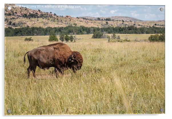 Bison 4 Acrylic by Doug Long