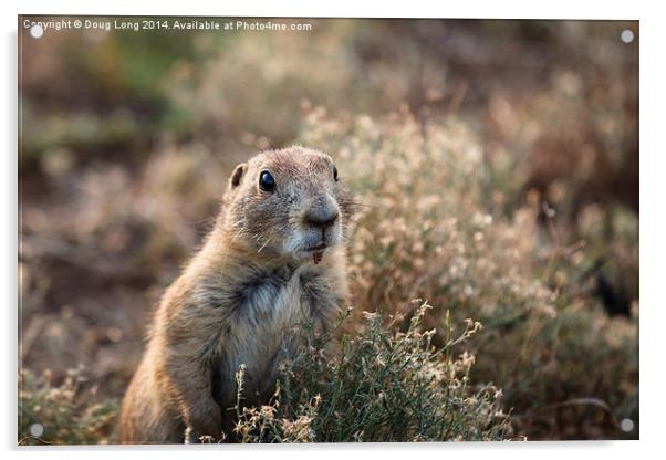  Prairie Dog 8 Acrylic by Doug Long