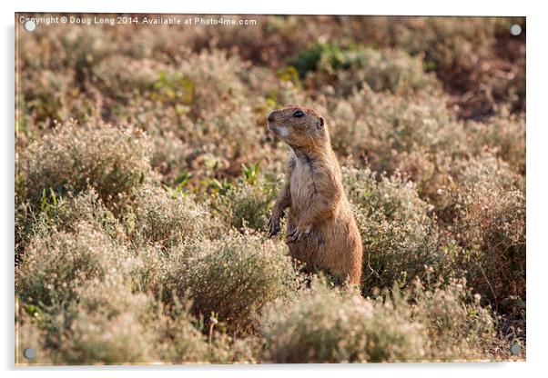 Prairie Dog 5 Acrylic by Doug Long