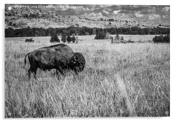 American Bison Acrylic by Doug Long