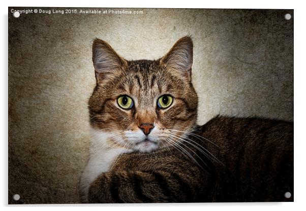 Cat Portrait Acrylic by Doug Long