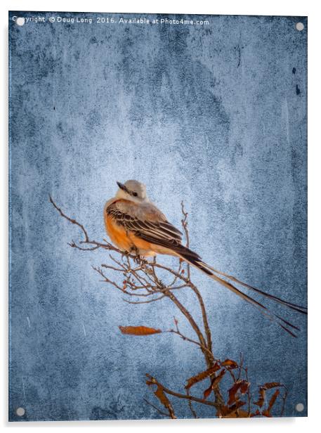 Scissor-Tailed Flycatcher Acrylic by Doug Long
