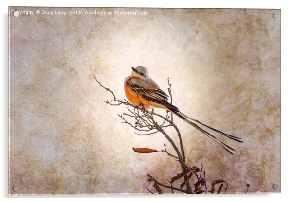 Scissor-Tailed Flycatcher  Acrylic by Doug Long