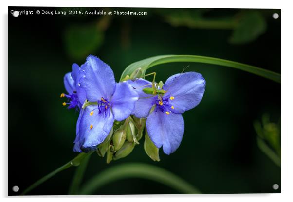 Spiderwort with Bug Acrylic by Doug Long