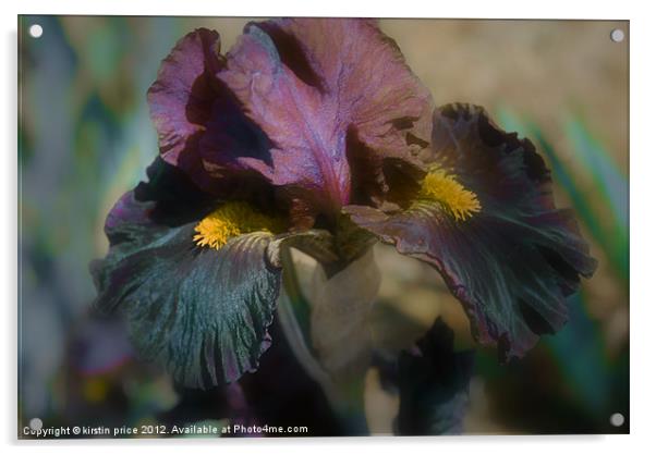 velvet iris Acrylic by kirstin price