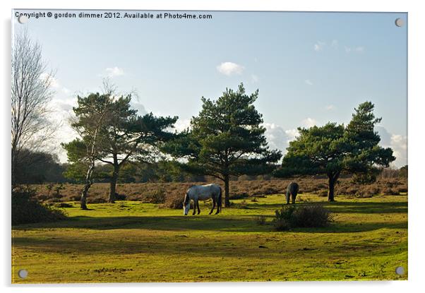 New Forest Ponies grazing in the autumn sun Acrylic by Gordon Dimmer