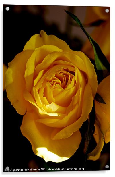 A bright yellow rose Acrylic by Gordon Dimmer