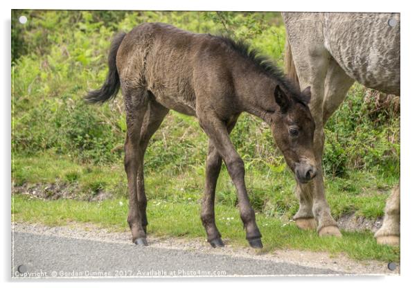 A New Born Foal in the New Forest Acrylic by Gordon Dimmer