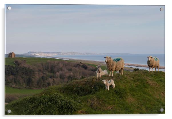  Sheep at the top of Abbotsbury Hill Acrylic by Paul Brewer