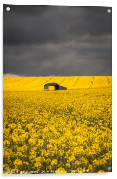 Oil Seed Rape Acrylic by Paul Brewer