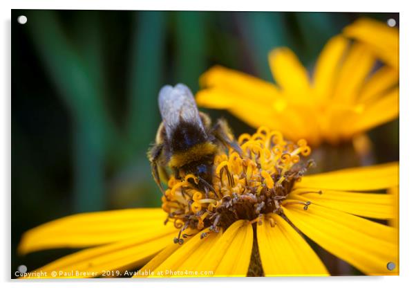 Bee on Yellow Acrylic by Paul Brewer