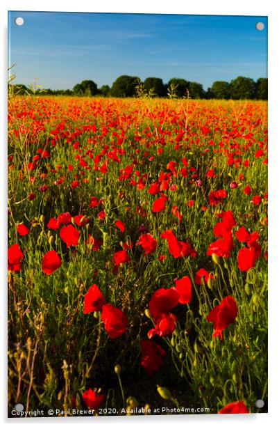 Poppies  Acrylic by Paul Brewer