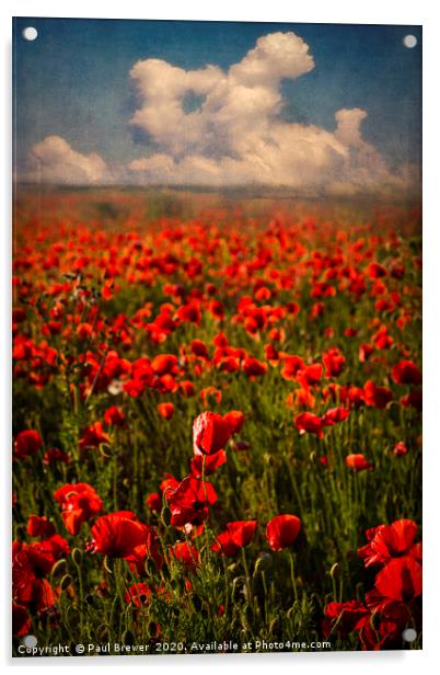 Poppies at Sunset Acrylic by Paul Brewer