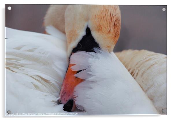 Swan Preening Acrylic by Paul Brewer