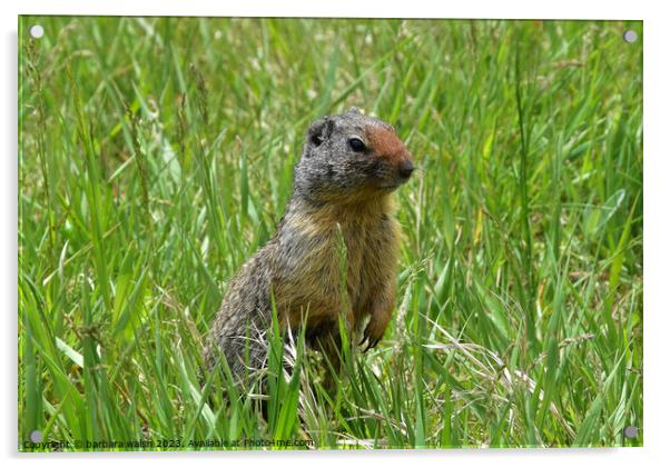 A squirrel standing on a field Acrylic by barbara walsh