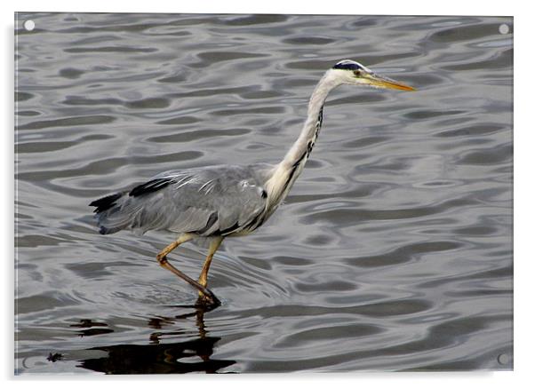 Grey Heron Acrylic by barbara walsh