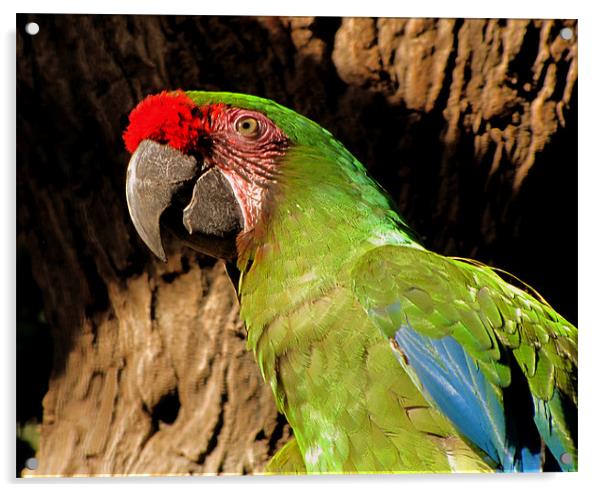 Tropical Parrot Acrylic by barbara walsh