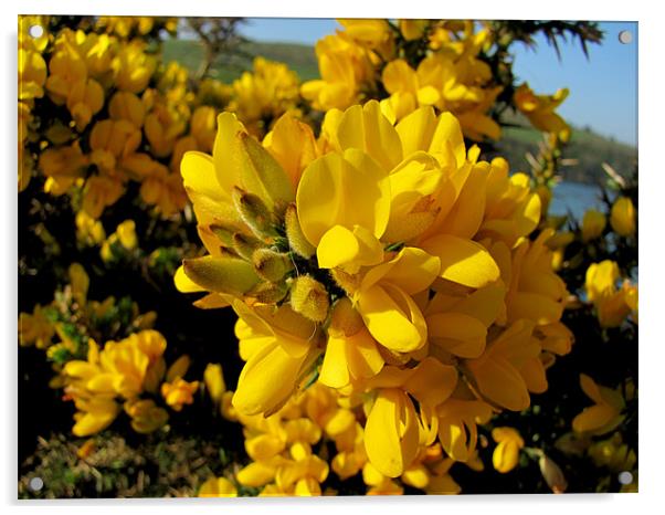 Gorse Acrylic by barbara walsh