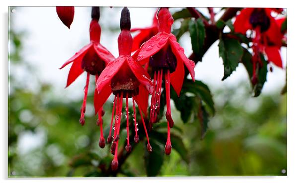 Fuchsia Acrylic by barbara walsh