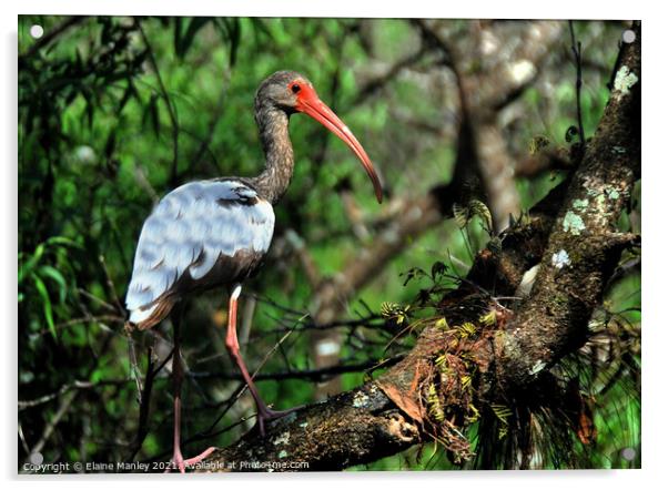 Young Ibis  Acrylic by Elaine Manley