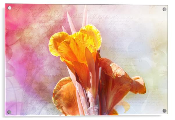 Cana Lily  flower  Acrylic by Elaine Manley