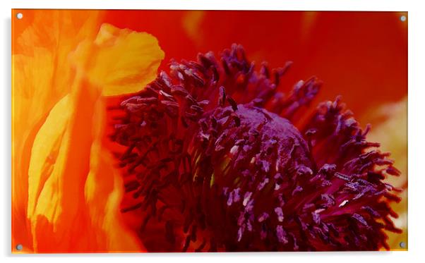 Bright Poppy flower Acrylic by Elaine Manley