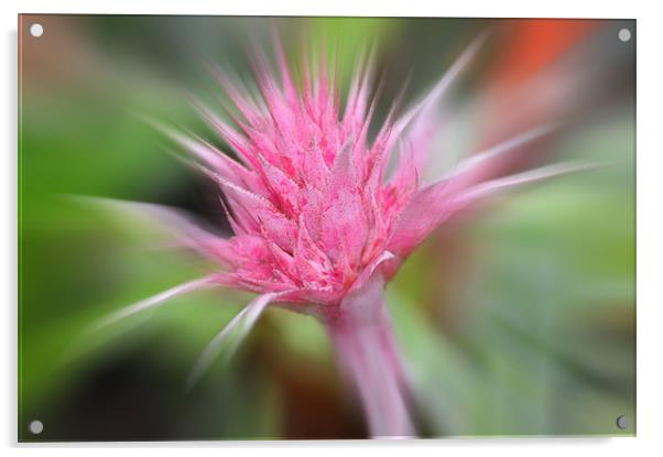 Pink Burst ...bromeliad flower Acrylic by Elaine Manley
