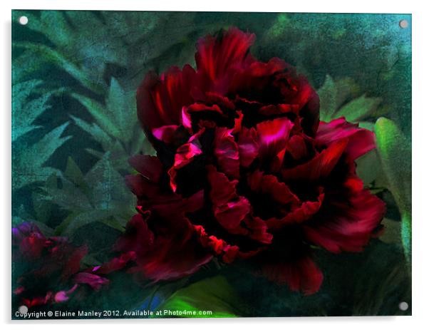 Ruby Peoni flower Acrylic by Elaine Manley