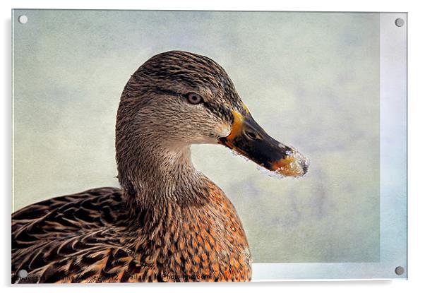 Icy Duck Beak Acrylic by Elaine Manley