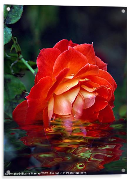 Orange Beauty Rose Flower Acrylic by Elaine Manley