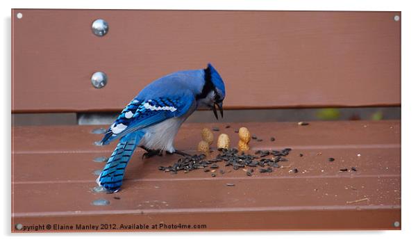 Outsmarting a Bluejay Acrylic by Elaine Manley