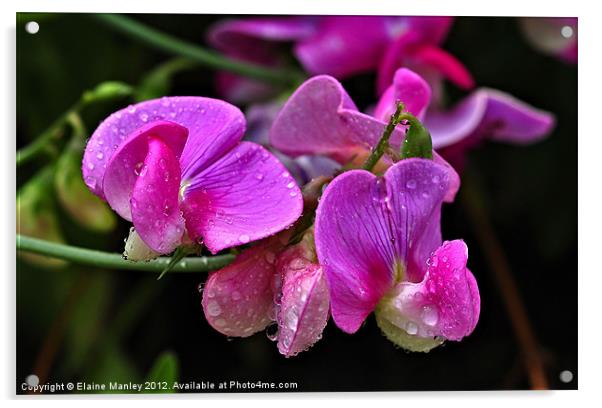 Sweetpea Flowers After the Rain Acrylic by Elaine Manley