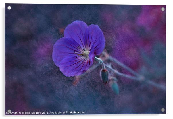 Purple Wild flower...Cranesbill flower Acrylic by Elaine Manley