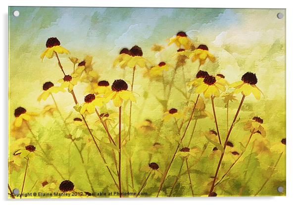 Field Wild flower Acrylic by Elaine Manley