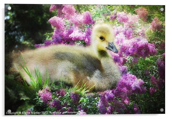 Gosling and Lilacs Acrylic by Elaine Manley