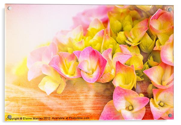 Hydrangea Flower  in Bloom Acrylic by Elaine Manley