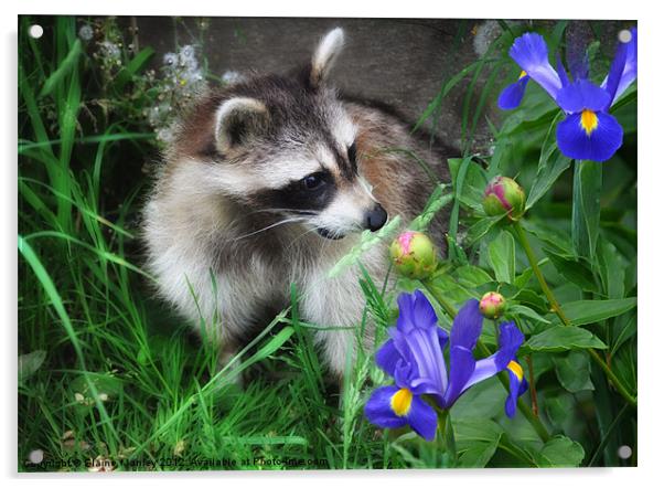  Animal   Raccoon and Flowers Acrylic by Elaine Manley