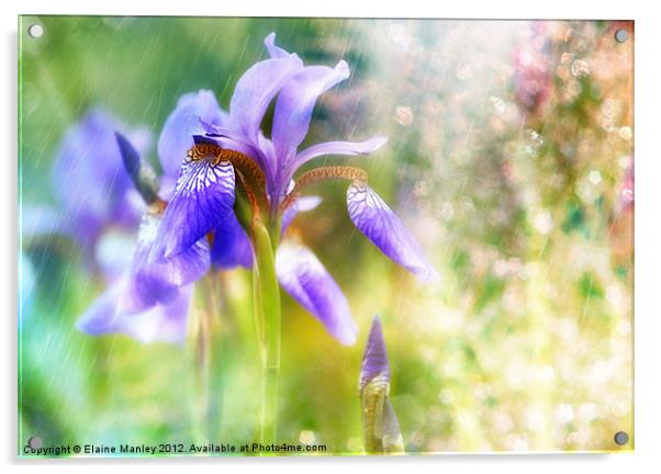 Summer Iris.... Flower Acrylic by Elaine Manley
