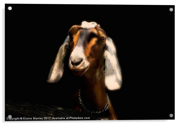 Nubian Goat       Animal  Acrylic by Elaine Manley