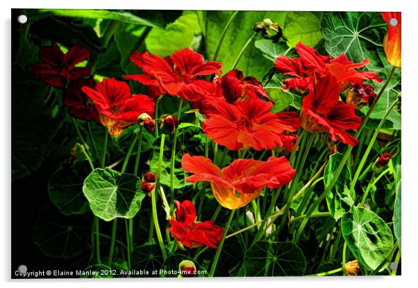 Nasturtium Flower Garden Acrylic by Elaine Manley