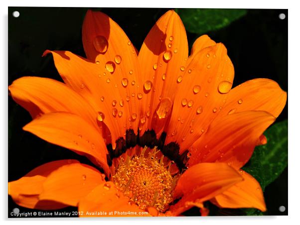 Flower with Water Drops Acrylic by Elaine Manley