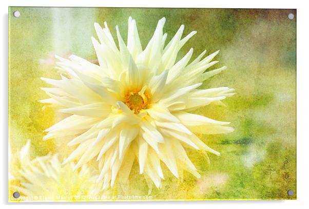 Yellow Flower Beauty Acrylic by Elaine Manley