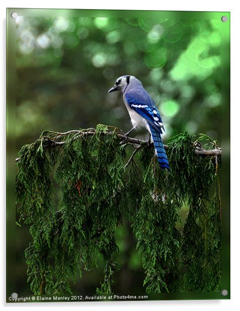 bluejay on Cedar Tree Acrylic by Elaine Manley